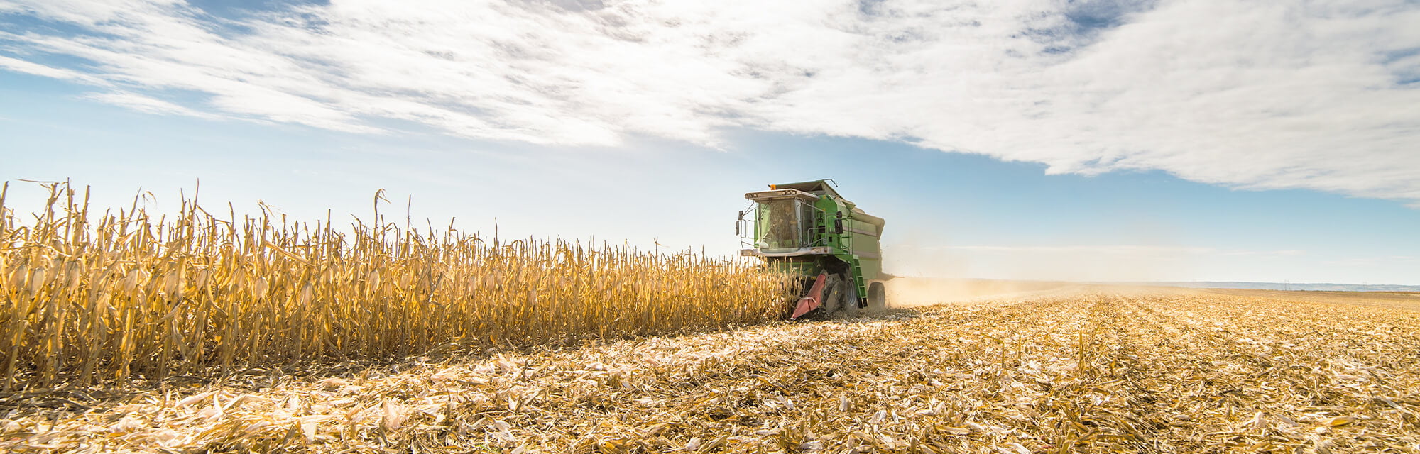 Harvesting cornfield